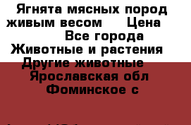 Ягнята мясных пород живым весом.  › Цена ­ 125 - Все города Животные и растения » Другие животные   . Ярославская обл.,Фоминское с.